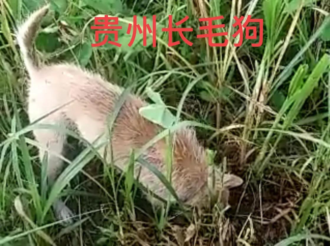 贵州土猎犬，传统与现代的完美融合