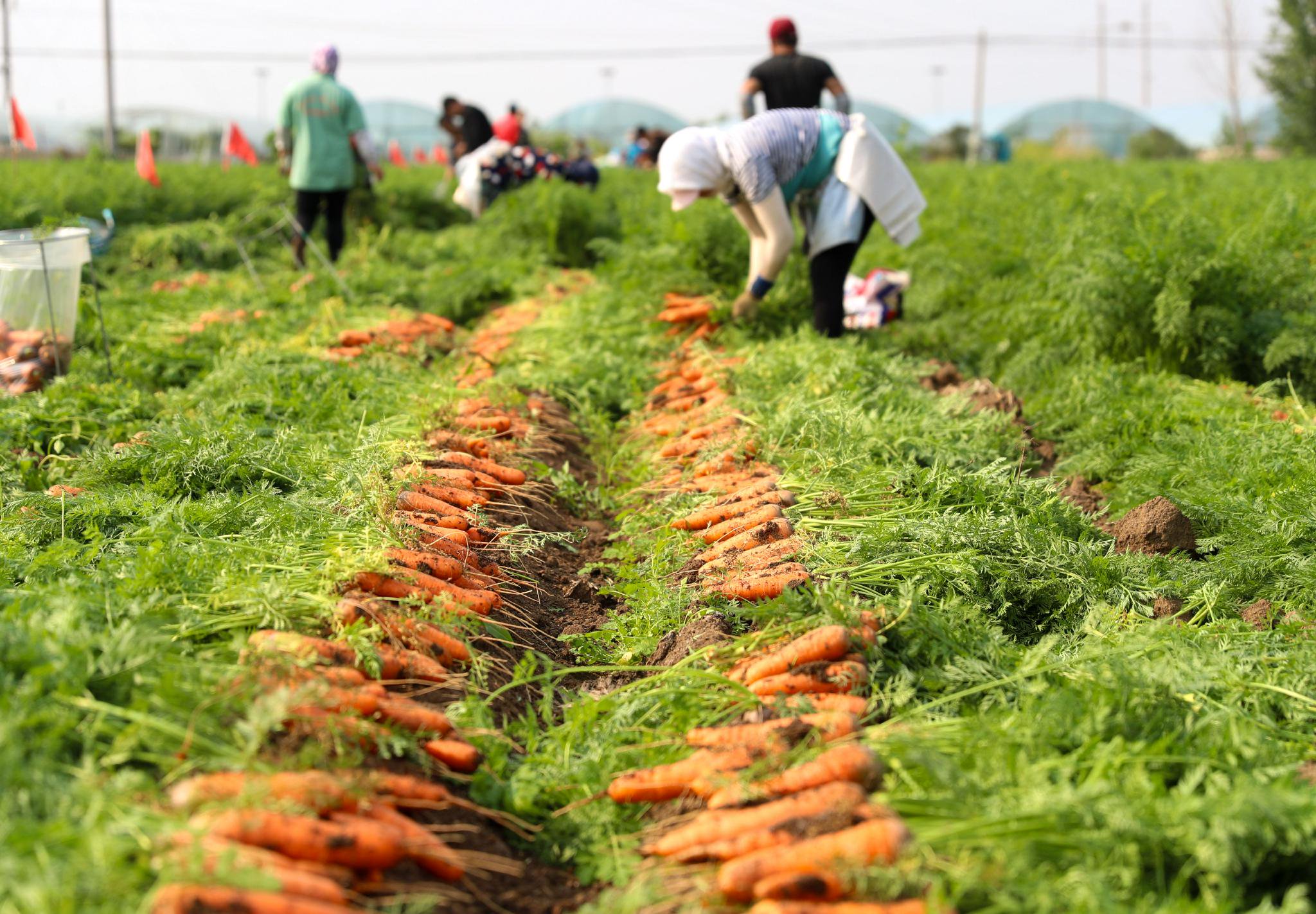 莱西胡萝卜最新价格动态解析