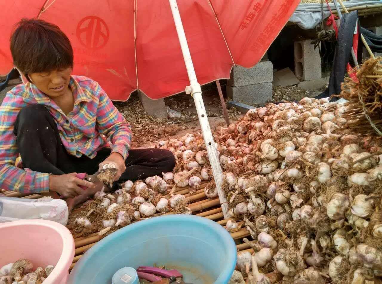 邳州猪肉价格动态分析，最新价格与市场趋势探讨