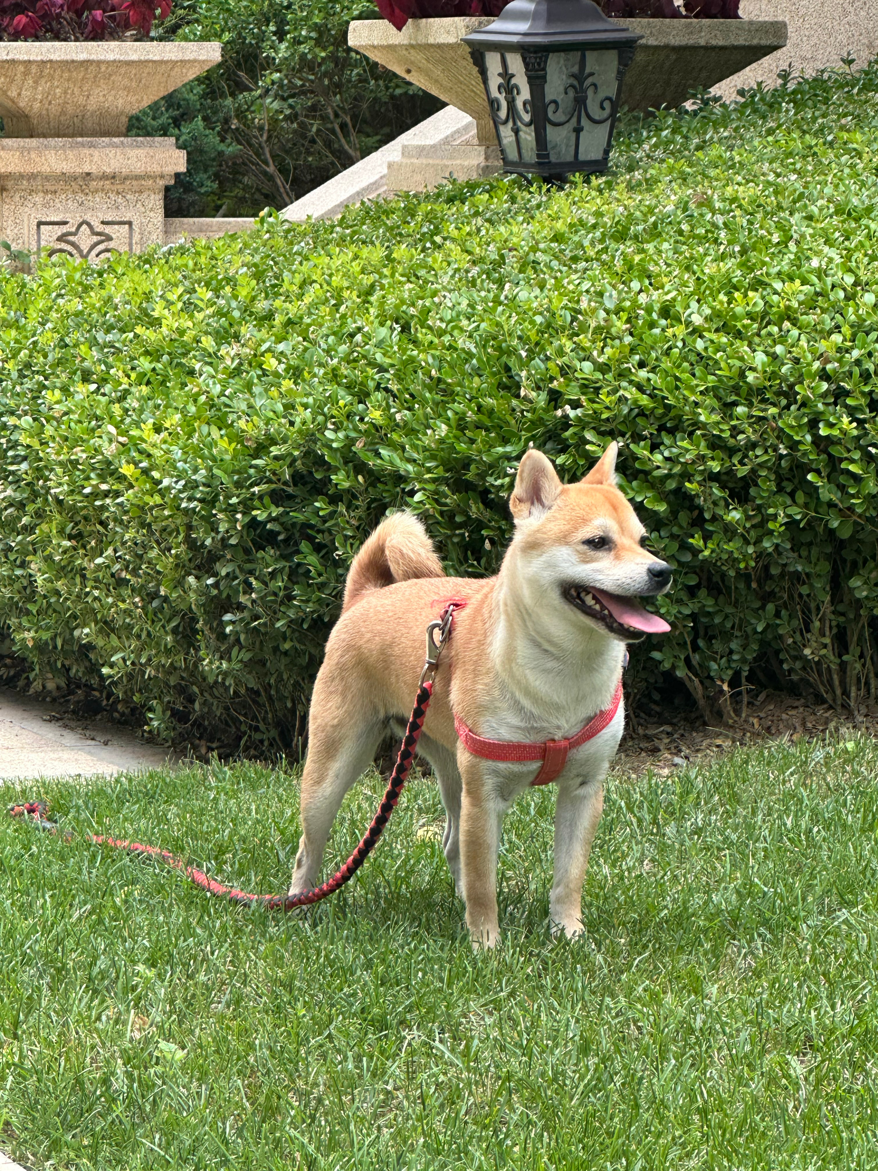 魅力四溢的柴犬新星亮相犬界风采