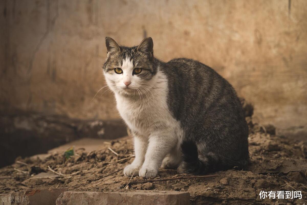 7777788888新奥门正版,土猫和宠物猫的区别_王者版5.306