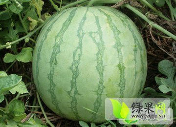 无籽西瓜价格行情最新分析