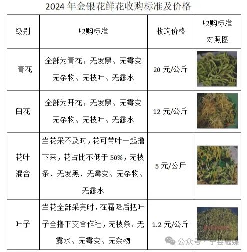 金银花最新价格走势分析